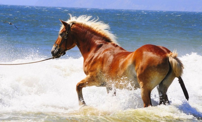 όμορφο άλογο ταπετσαρία υπέροχη βαθμίδα σε νερό