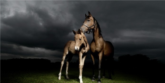 gyönyörű ló-tapéta-ide-nor-a-álom-image