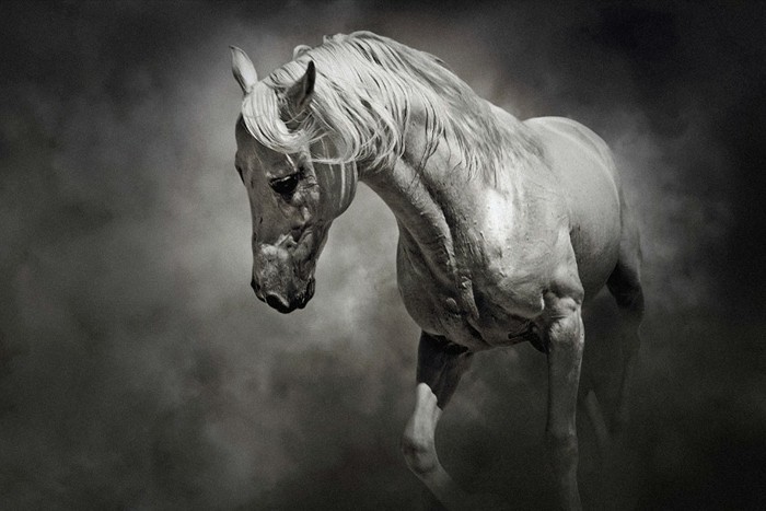 gyönyörű ló-tapéta-ide-nor-a-fancy-ló kép