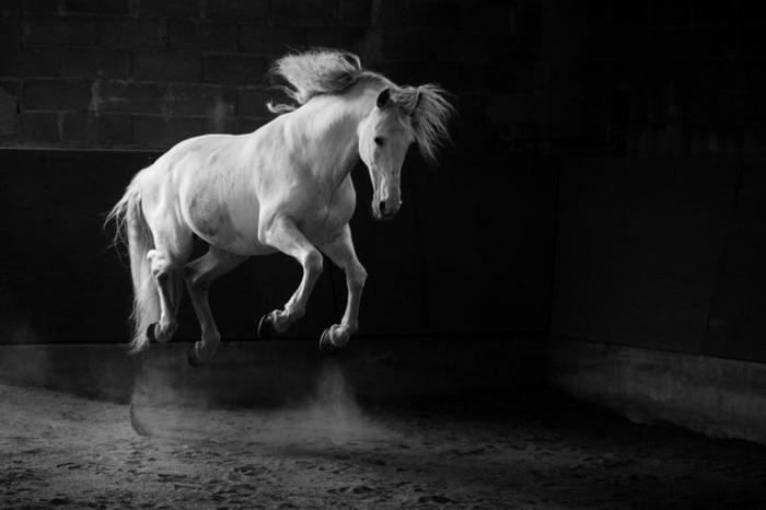 الصورة تسبق حجمها جميل-الحصان الصور هنا والطلب-WE-منهم واحد في inspirerendes حصان