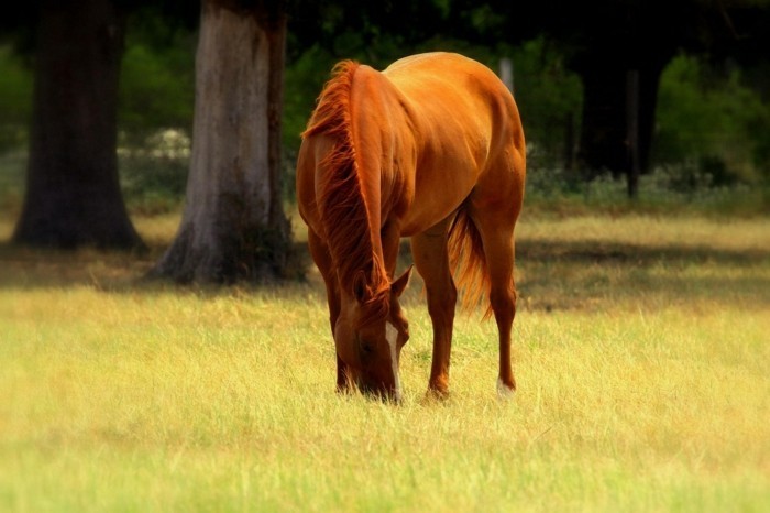 όμορφο-άλογο-pictures-εμπνέει-tier με-καφέ-χαίτη