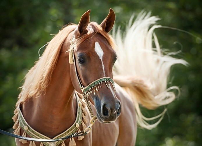 όμορφα άλογα με πολλά κοσμήματα και μακρύ χαίτη