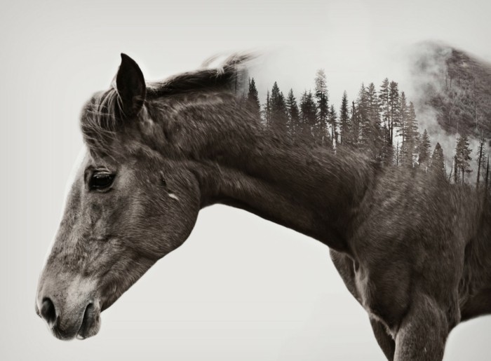 جعل لطيفة-الحصان الصور مع-متعددة التعرض جميلة وورق الحائط