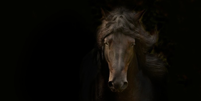 جميلة الحصان-صور-بعد-على-رائعة لحصان الصورة