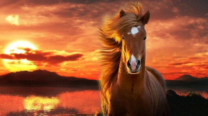 красив кон се снимки коне, снимки, могат да бъдат благоговение-