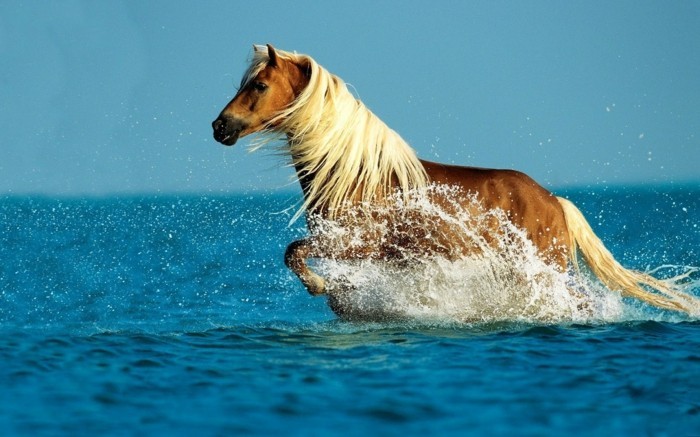 красив кон тапети бушуват светлина кон във вода