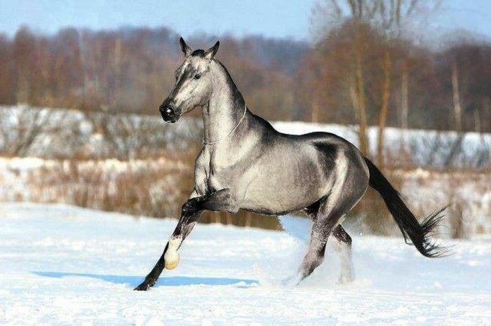 όμορφο-άλογο ταπετσαρία μαίνεται-tier στο χιόνι