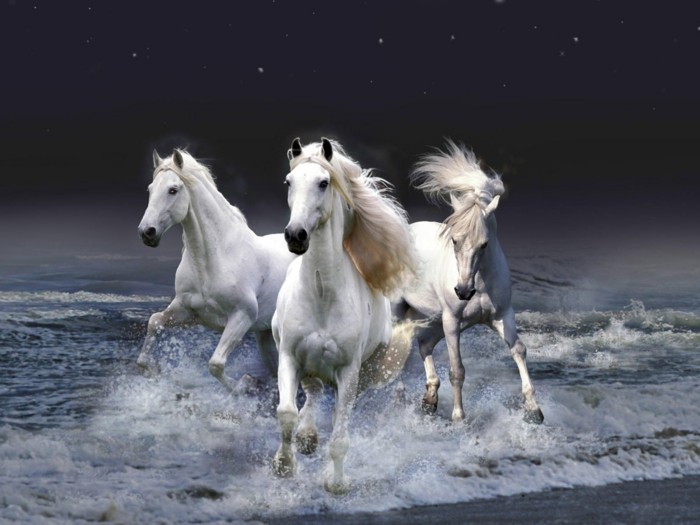 красиви кон-картини-красиво изглеждащи кон