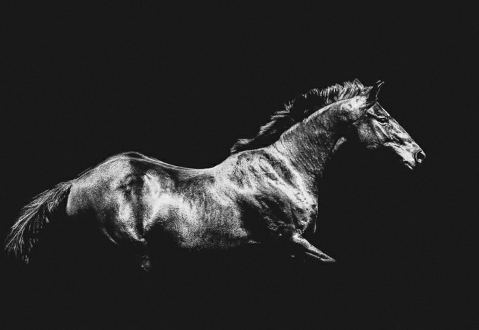 خلفية جميلة-الحصان الجميل خلفية مع الخيول