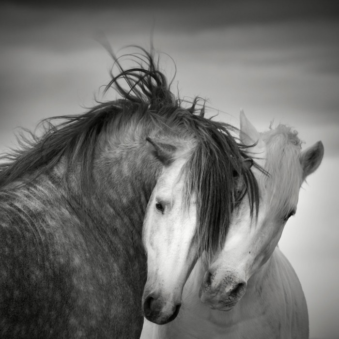 kaunis hevonen-kuvia-kaunis hevonen-kuvia