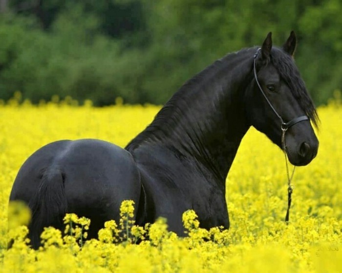 όμορφο-άλογο ταπετσαρία μαύρο κομψό-άλογο-on-the-κίτρινο-λιβάδι