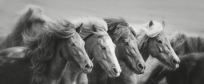 lijepa konja pozadina sanjivo-galopirajući konj