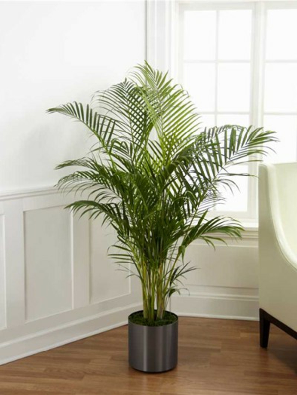 Όμορφο φυτό στο σαλόνι με λευκό σχέδιο