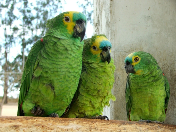 красиви животински картини - три зелени папагали - интересна снимка
