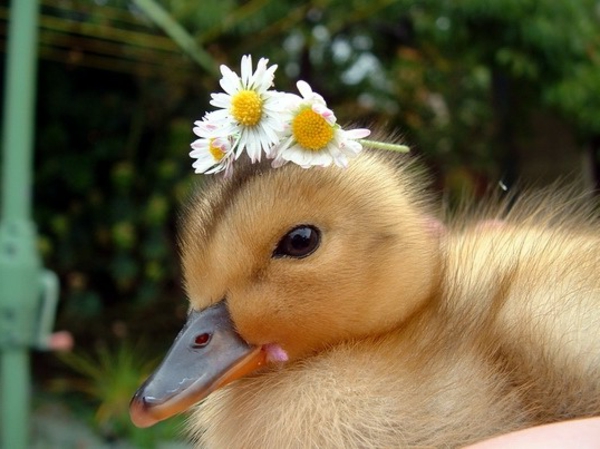 lijepe životinjske slike - pače s cvjetovima na glavi