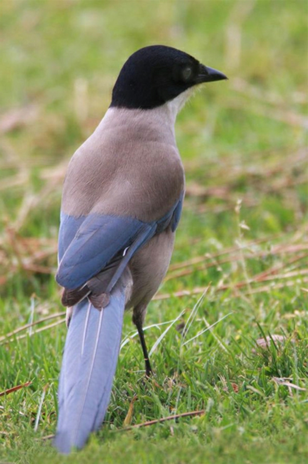 lijepe životinje-slike-zanimljive ptice-u crnoj, plavoj i sivoj