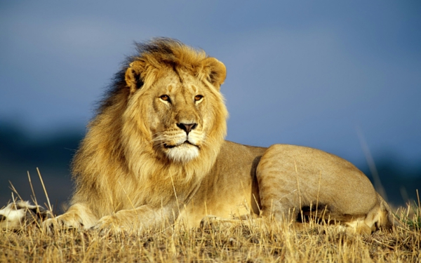 красиви-животински-снимки-а-лъв-изглеждат прекрасни