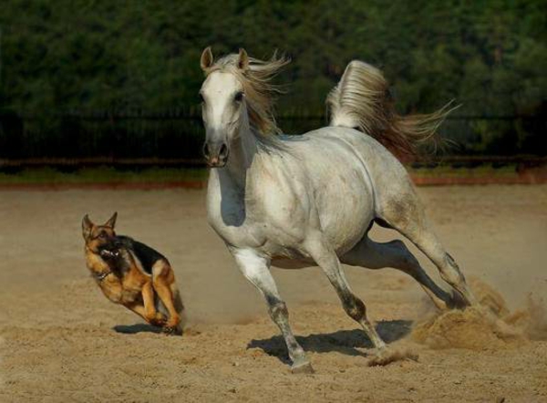 lijepe slike životinja-jedan-konj-i-jedan pas trčanje zajedno