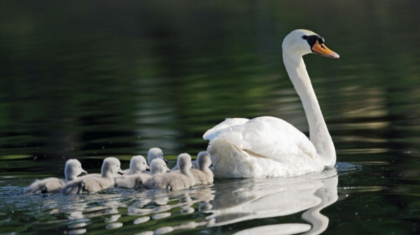 lijepe životinje-slike-labud-sa-malo-plutajući u vodi