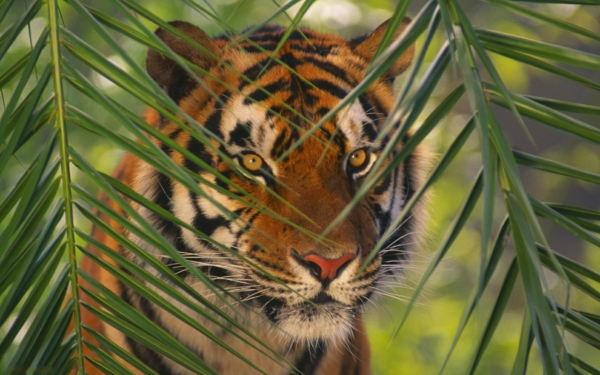 красиви животински картини-а-тигър зад листата