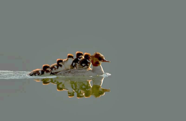 красиви животински картини - а-патица с много патешки плуване във водата
