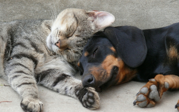 lijepa slika životinja-jedna-mačka-spava-zajedno-s-psa-fotografija snimljena iz blizine