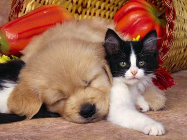 красиви животински картини-а-малко-котка-и-куче спящи една до друга