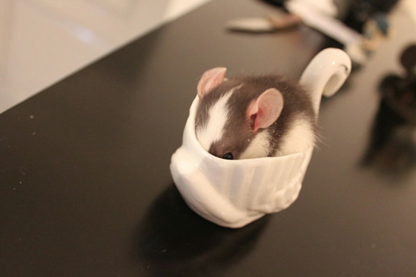 красиви животински картини - малко мишка - в порцеланова чаша, залепена