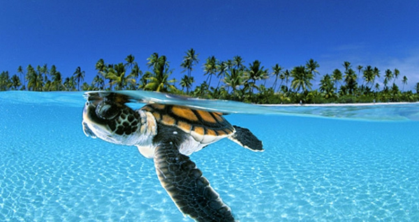 όμορφη-άγρια ​​ζωή-εικόνα-χελώνα- κολυμπά κάτω από το νερό