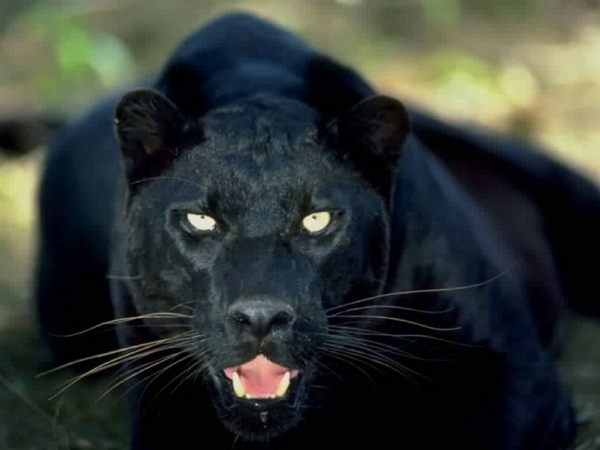 lijepe slike životinja crni cougar izgleda izravno u fotoaparat
