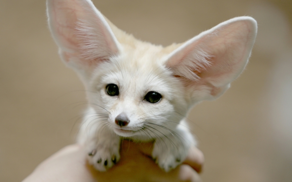όμορφα ζώα εικόνες - πολύ αστείο ζώο με μεγάλα αυτιά