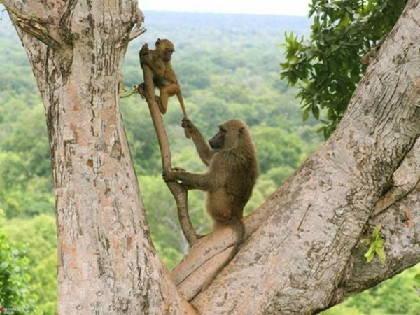 красиви животински картини - две маймуни на едно дърво - майка и бебето