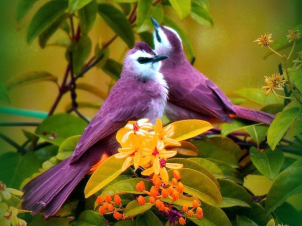 красиви животински снимки - две лилави птици до жълти цветя