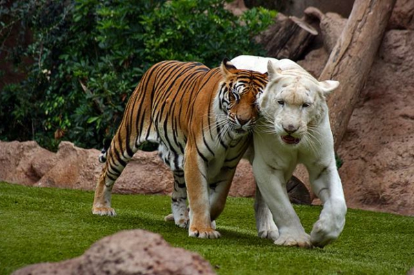 красиви животински картини - два тигъра в различни цветове