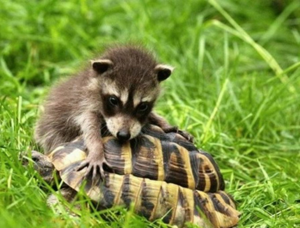 lijepe slike životinja-dvije različite životinje-igraju zajedno
