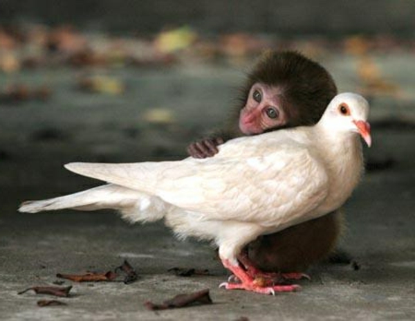 красиви снимки на животните - малка маймуна и бяла гълъб