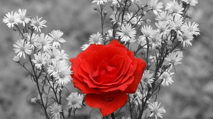 lijepa-Valentina pozadina crvenih ruža-sivo-pozadina