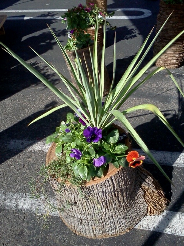 lijepa-juka-biljka-vrtne biljke-palme-deco-by-the-vrtu