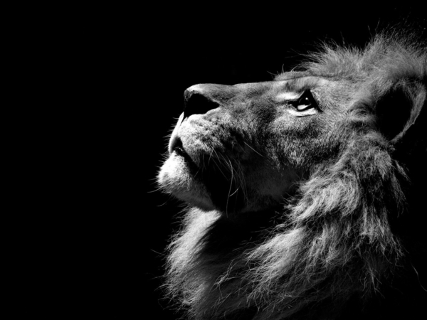 красив Lion Pride