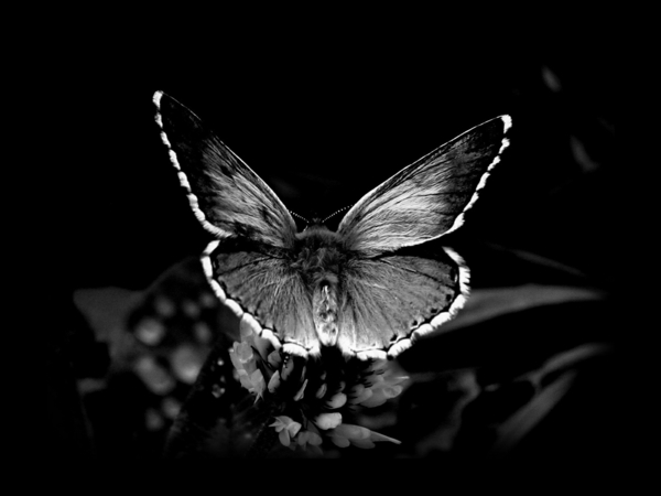 lijep leptir-crno-pozadina