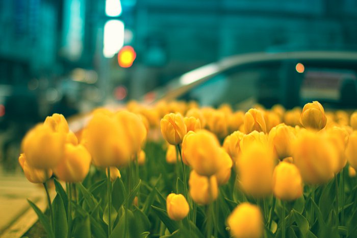 Belle photo de tulipes jaunes