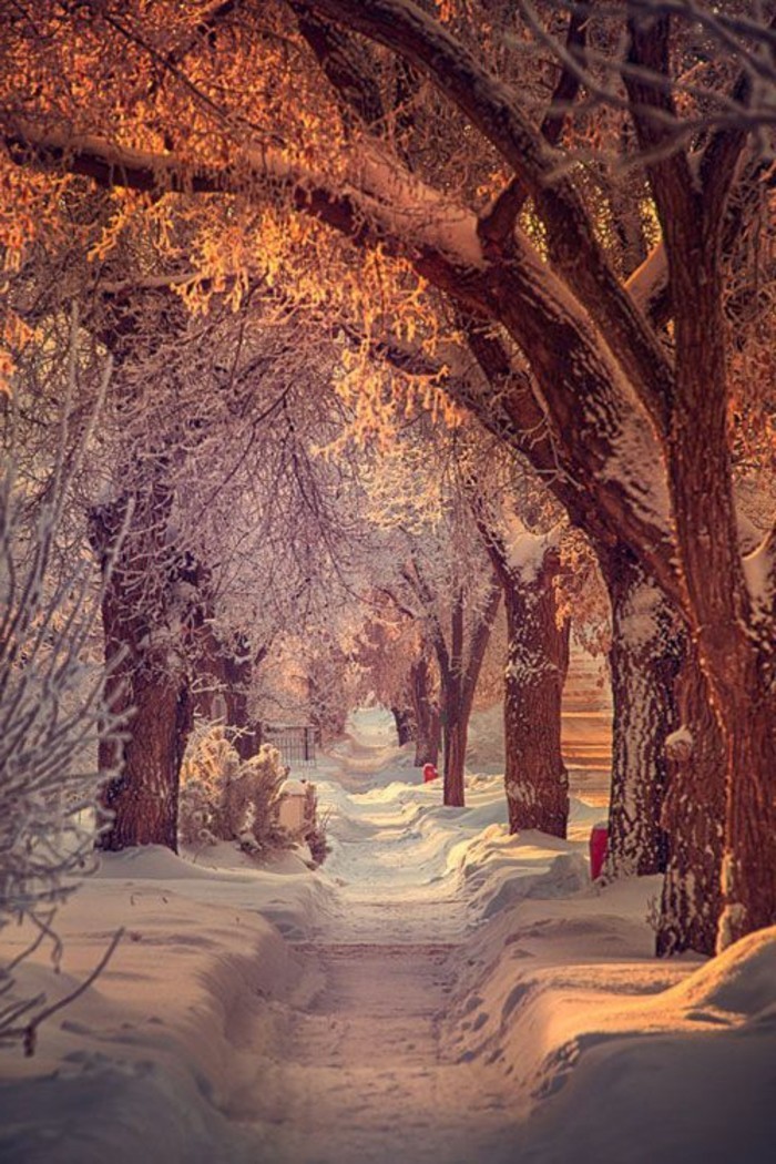 बर्फ से अंडर-वृक्षों में सुंदर सर्दियों चित्र पथ