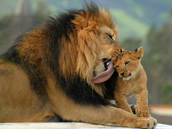 красива картина на животни - лъв-баща и дете