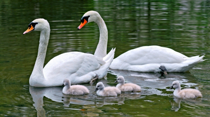 красиво семейство лебед, родители и четири бебета, се запознайте с дивата природа по-близо