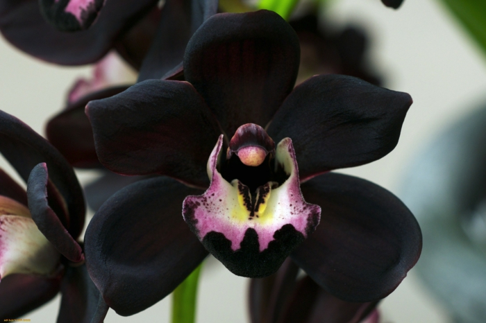 crno-Orhideen vrste