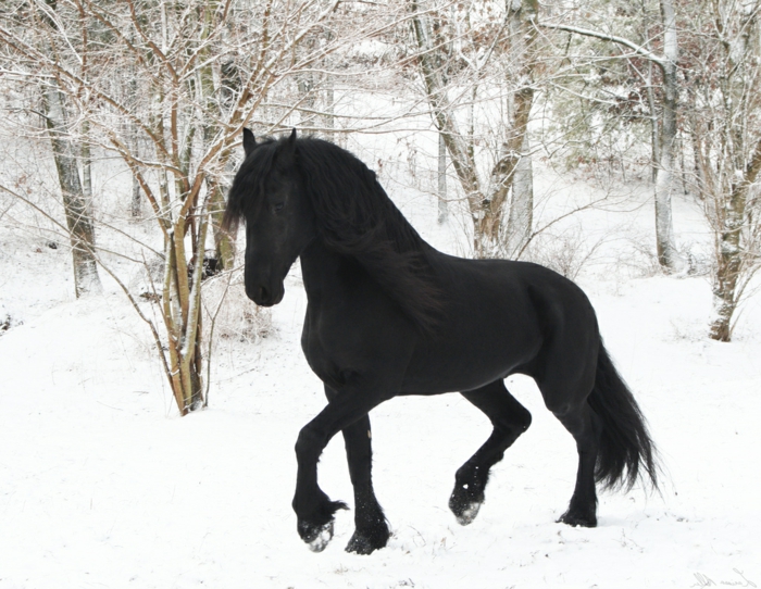 μαύρο άλογο στο χιόνι