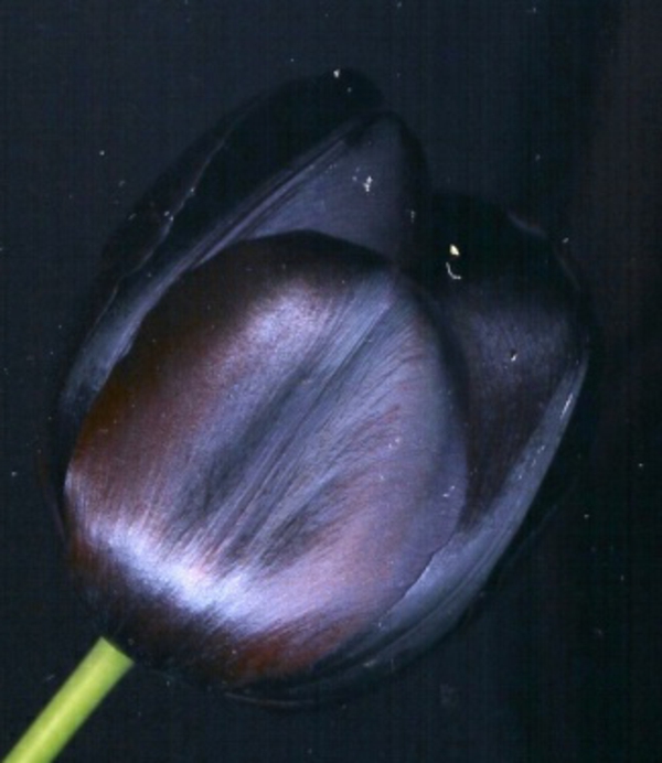negro-tulipán-foto tomada de-absolutamente-near--