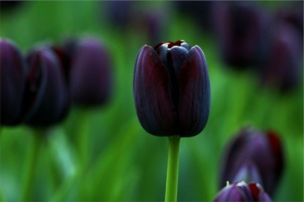 negro-tulipán-on-a-reportado