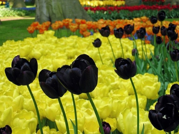 черни лалета и жълти цветя--зад
