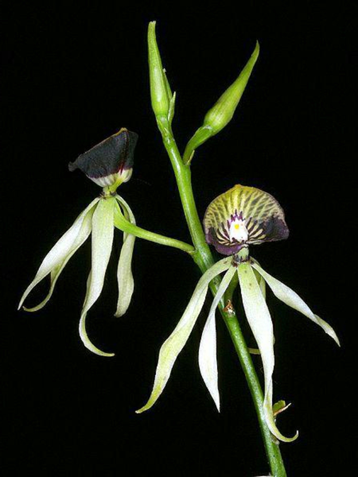 fekete háttér Orhideen fajok